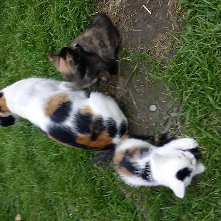 아파트 Haus Santorum *