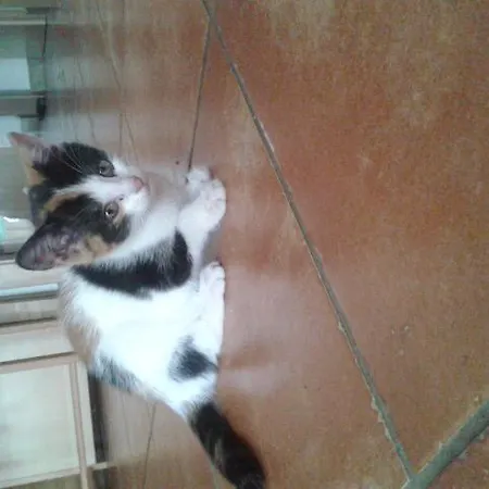 Haus Santorum 상트미카엘임룽가우