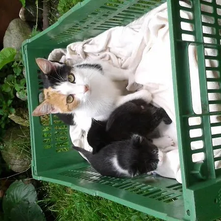 Haus Santorum 상트미카엘임룽가우